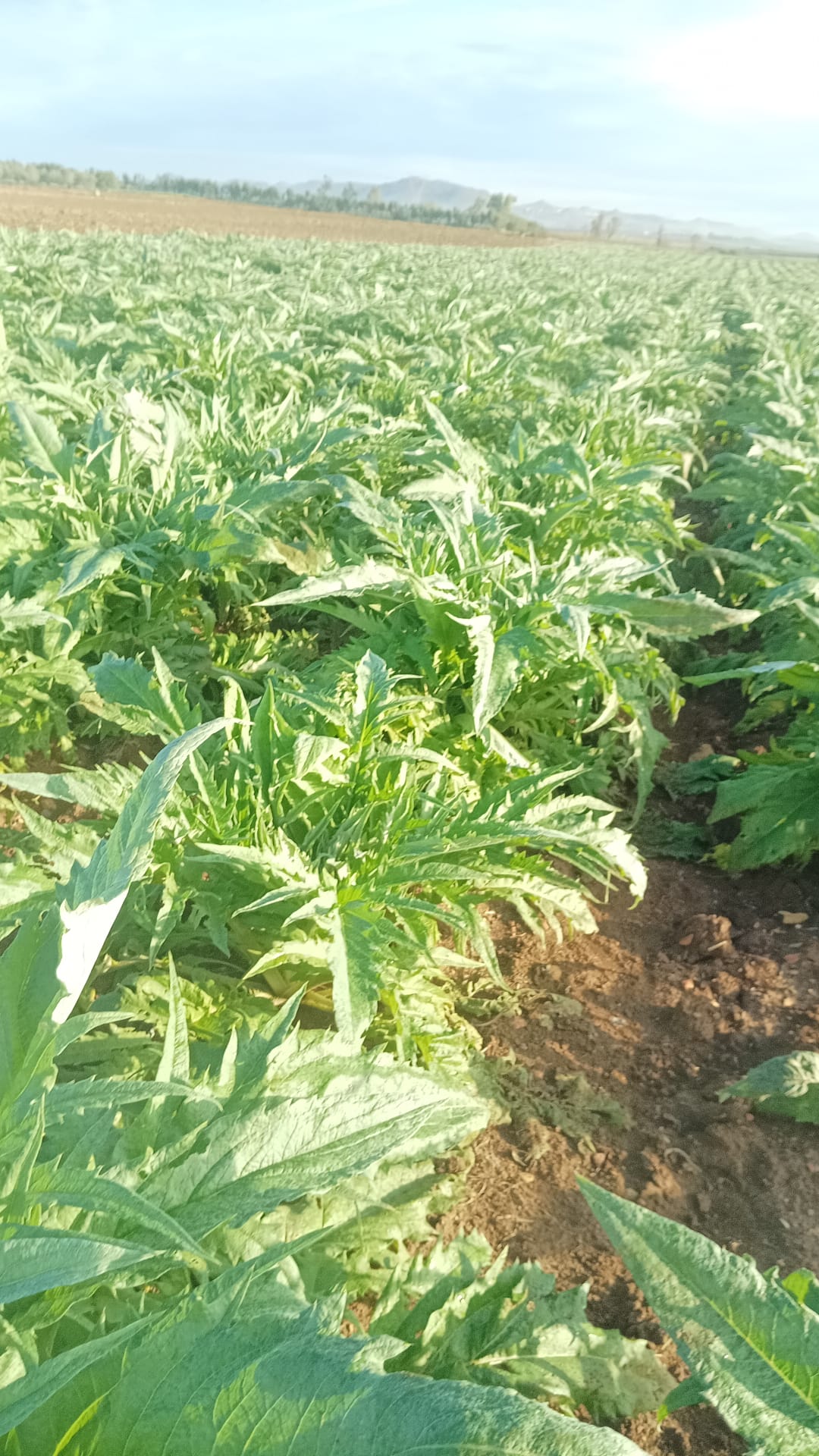 Campo di carciofi in Sardegna