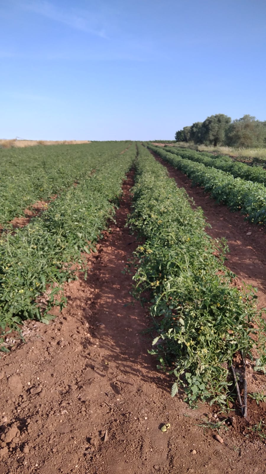 Filari di piante di pomodoro nei nostri campi